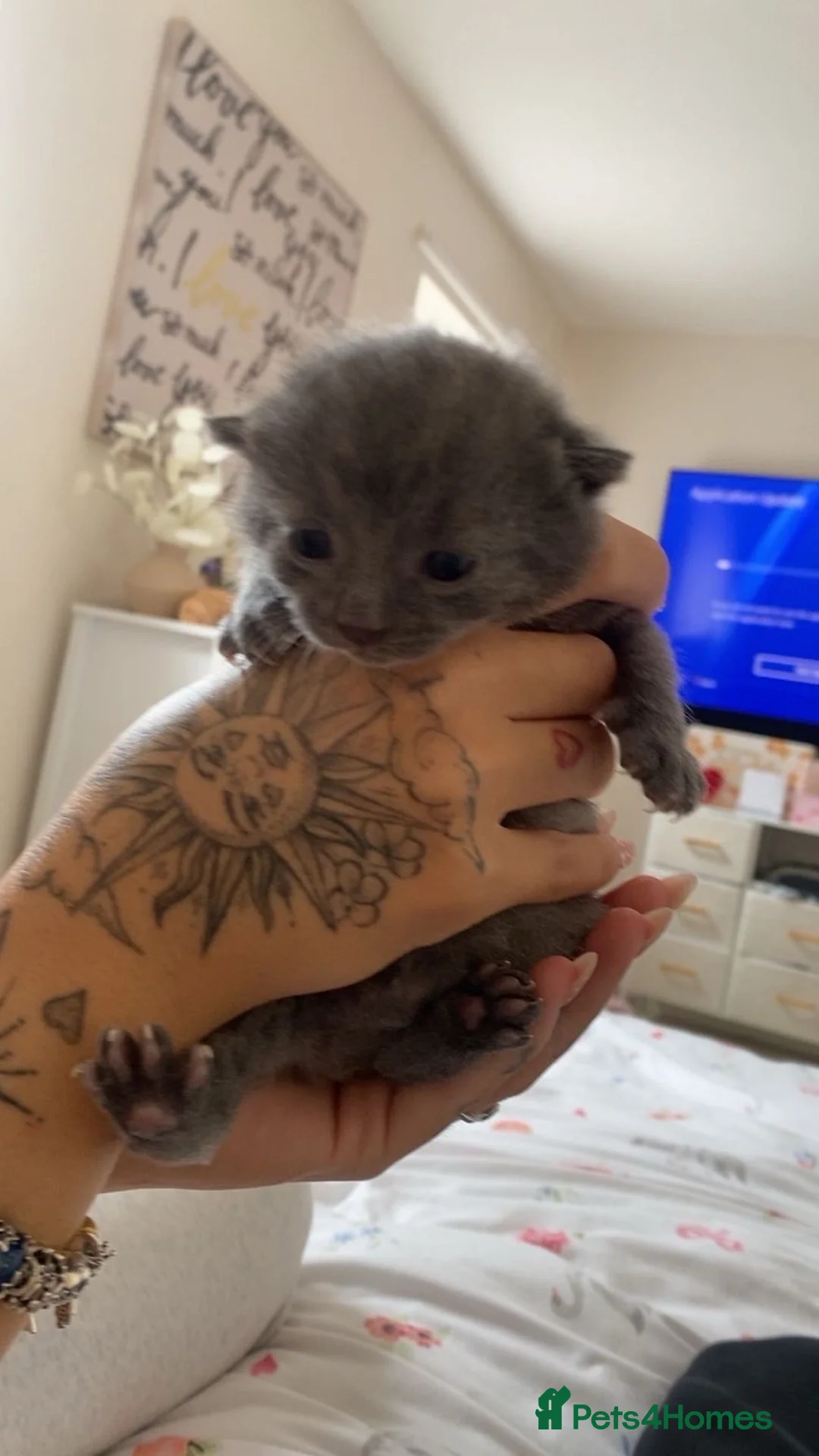Mixed Breed cats for sale: Beautiful MALE grey kitten - Advert 2