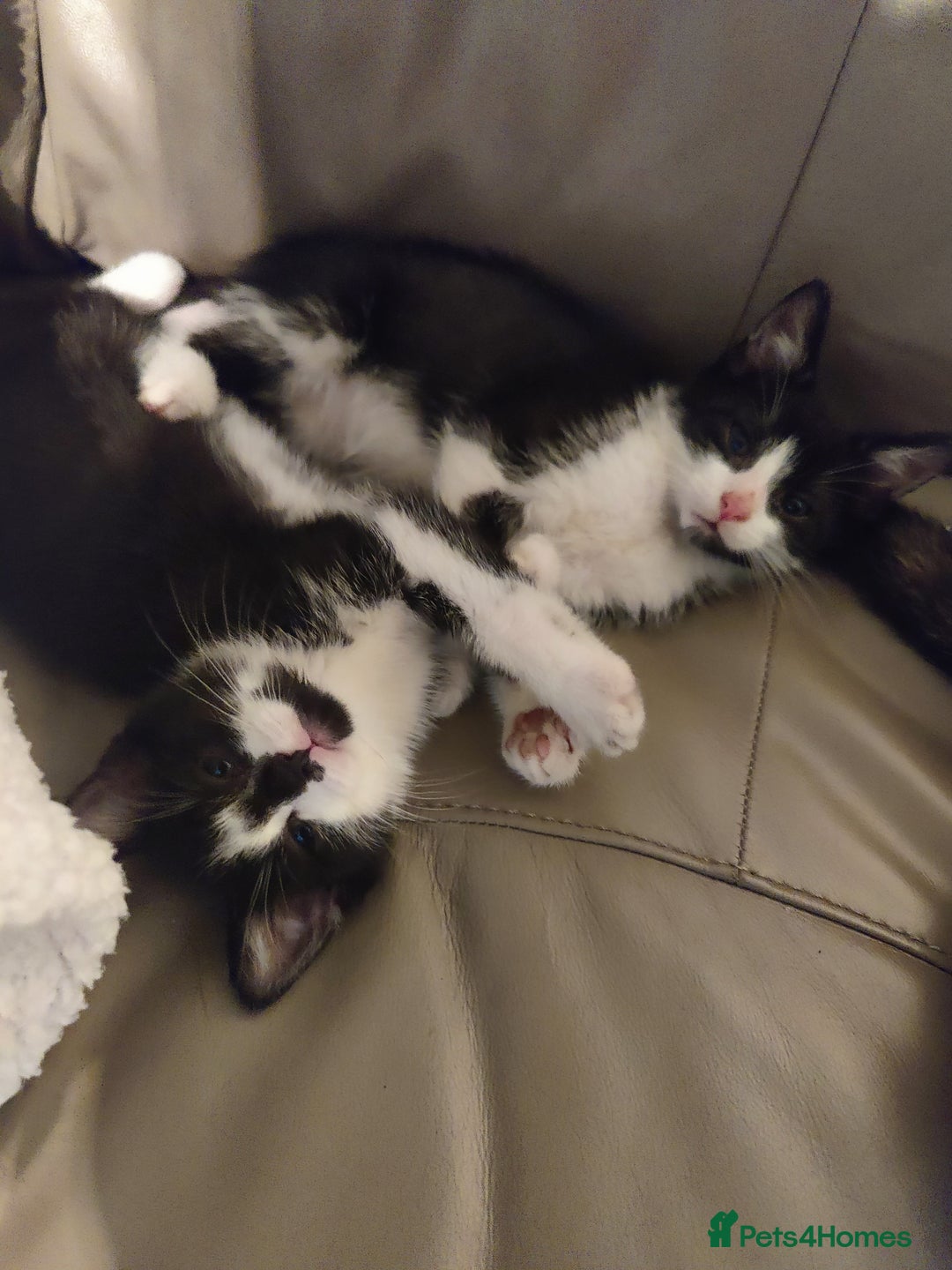 European cats for sale: 4 beautiful black and white kittens  - Advert 4