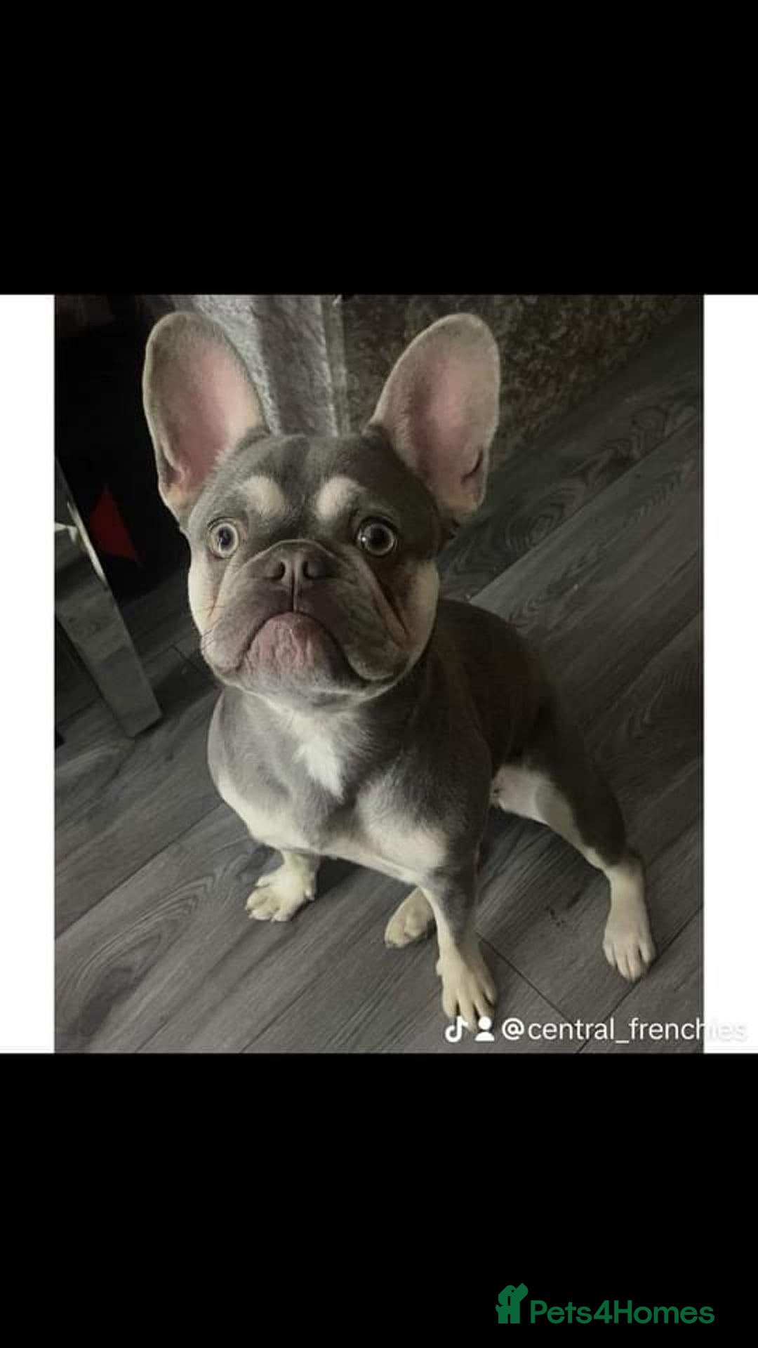 French Bulldog dogs for sale: French bulldog puppies - Image 9