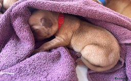 Labrador Retriever dogs for sale: KC Reg ‘Fox Red’ Labrador Retrievers  - Image 28