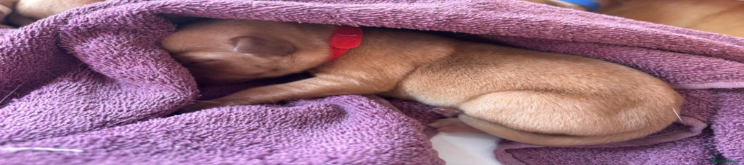 Labrador Retriever Puppy 5 Red
