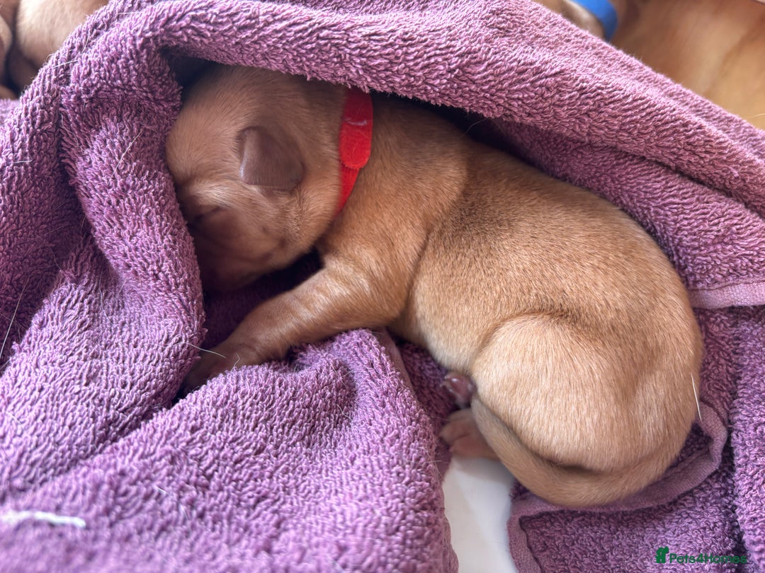 Labrador Retriever dogs for sale: KC Reg ‘Fox Red’ Labrador Retrievers  - Image 28
