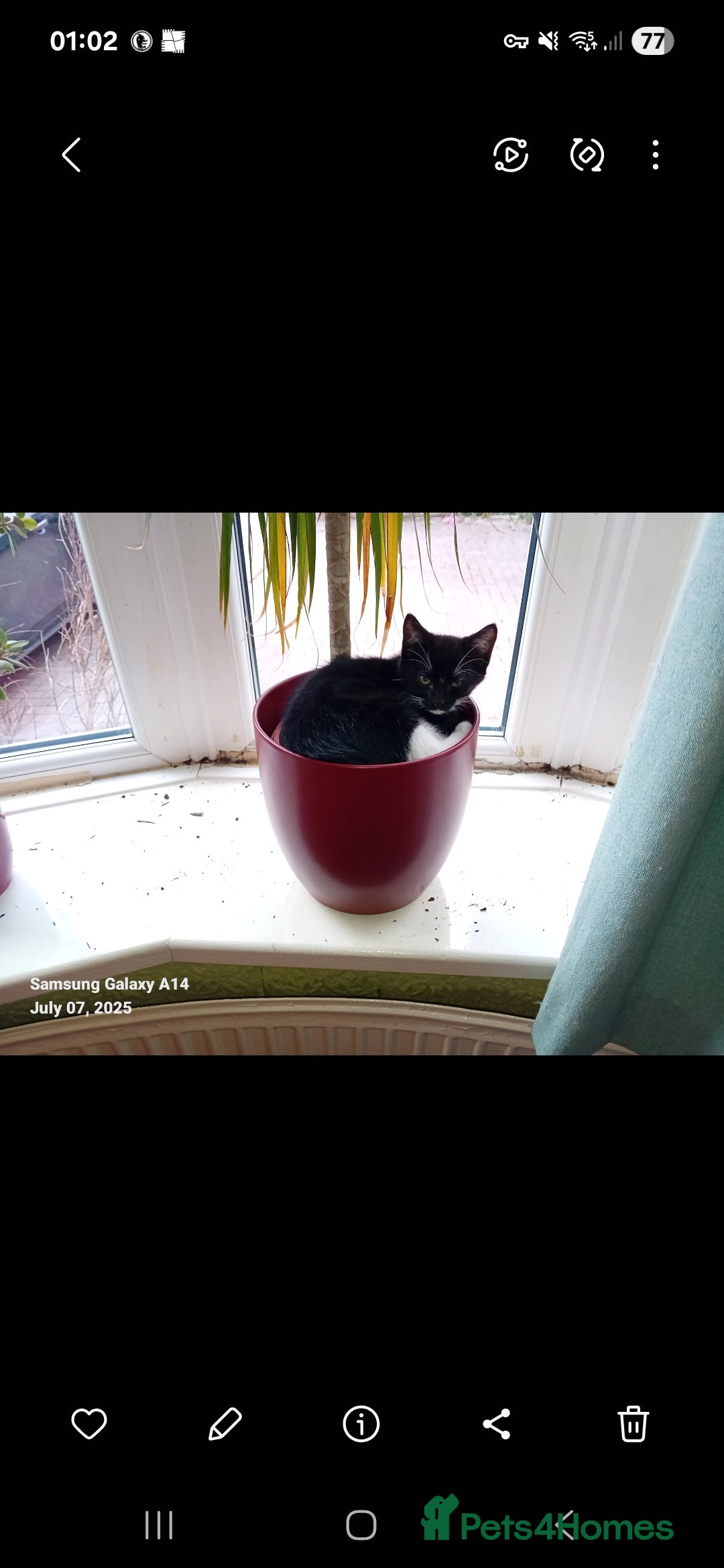 British Shorthair cats for sale: Wee George  - Advert 15