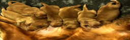 Golden Retriever dogs for sale: 🌟DNA clear, super dark, golden puppies 🌟 - Advert 12