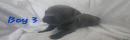 Staffordshire Bull Terrier dogs for sale: Stunning Blue Staffordshire Bull terrier puppy's  - Advert 7