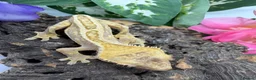 Gecko reptiles for sale: Crested Gecko Collection for sale  - Advert 6