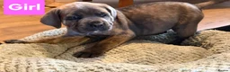 Cane Corso dogs for sale: Stunning cane corso pups - Advert 7