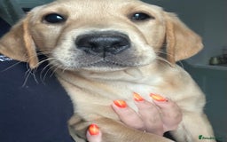 Labrador Retriever dogs for sale: 🐶 Last Beautiful Girl Available 🩷 - Image 3