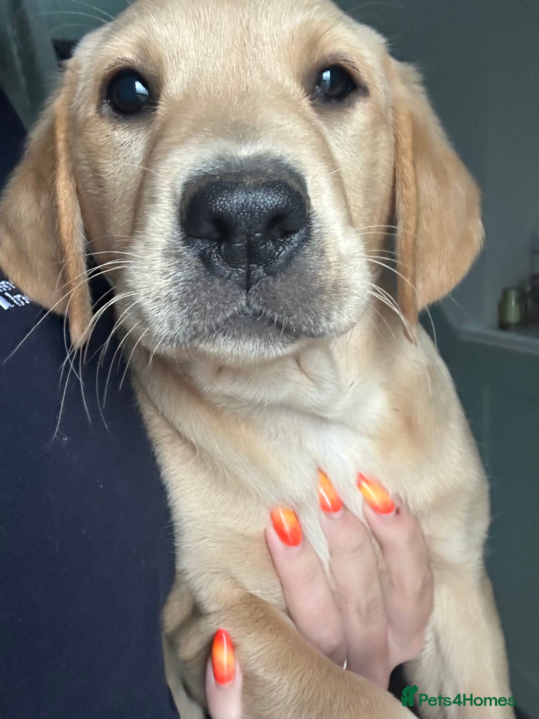 Labrador Retriever dogs for sale: 🐶 Last Beautiful Girl Available 🩷 - Image 3
