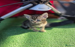 Mixed Breed cats for sale: Kittens - Image 2