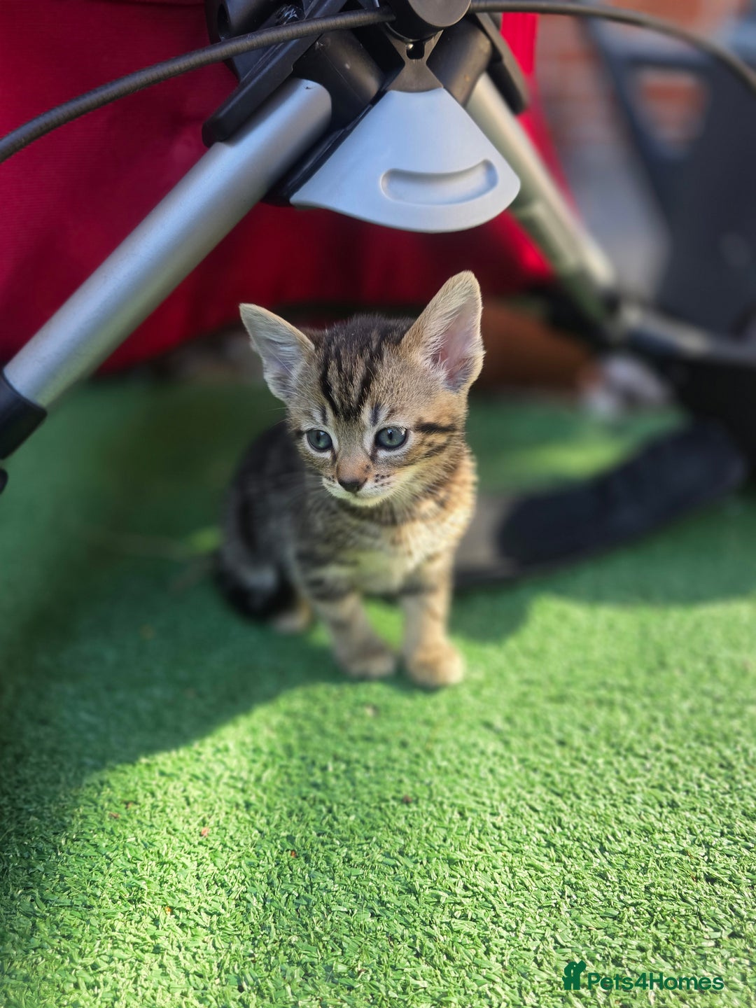 Mixed Breed cats for sale: Kittens - Image 2