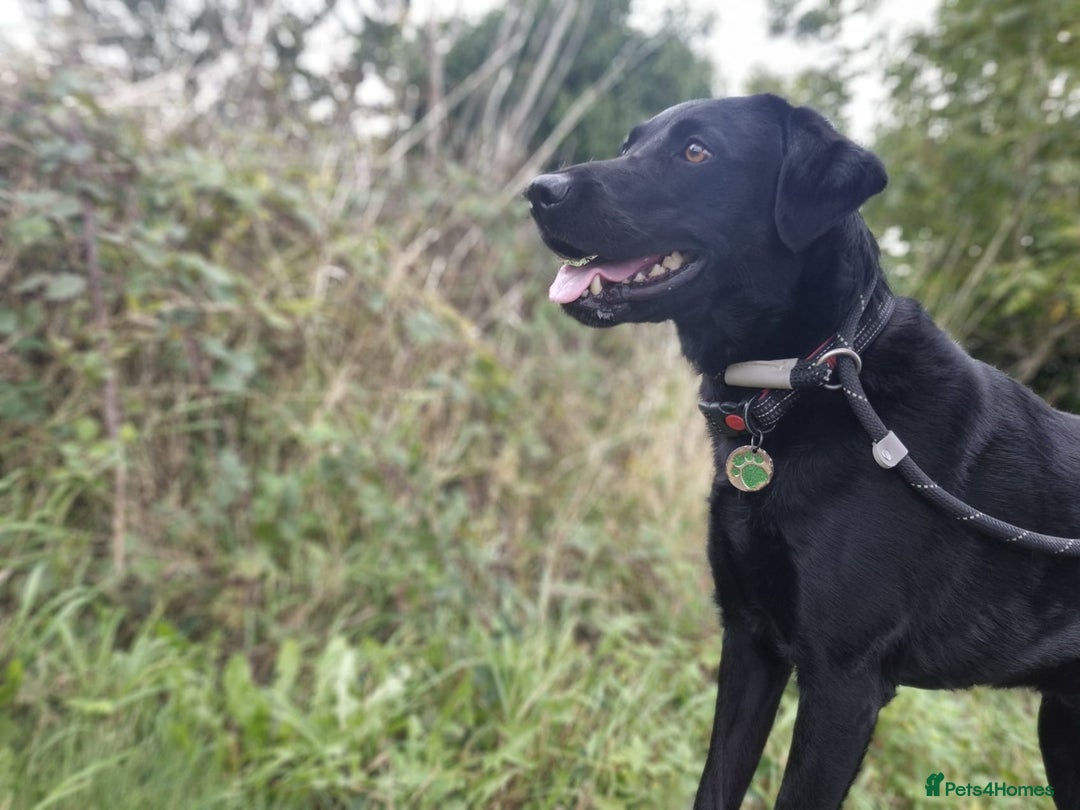 Labrador Retriever dogs for sale: 3 Year Old Black Labrador - Advert 4