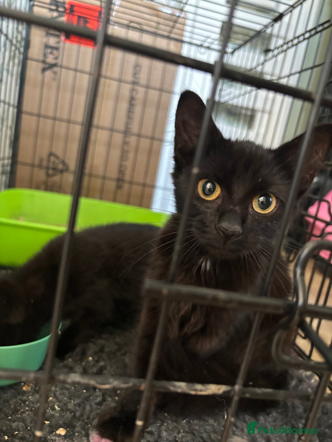 Mixed Breed cats for sale: Black kittens available. Small Donations.  - Image 3