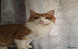 Mixed Breed cats for sale: Simba ginger mixed breed  - Image 8