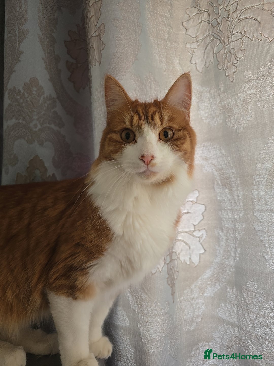 Mixed Breed cats for sale: Simba ginger mixed breed  - Image 8