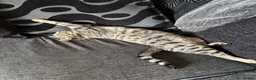 Domestic Shorthair cats for sale: Female Cat  🐾 - Advert 8
