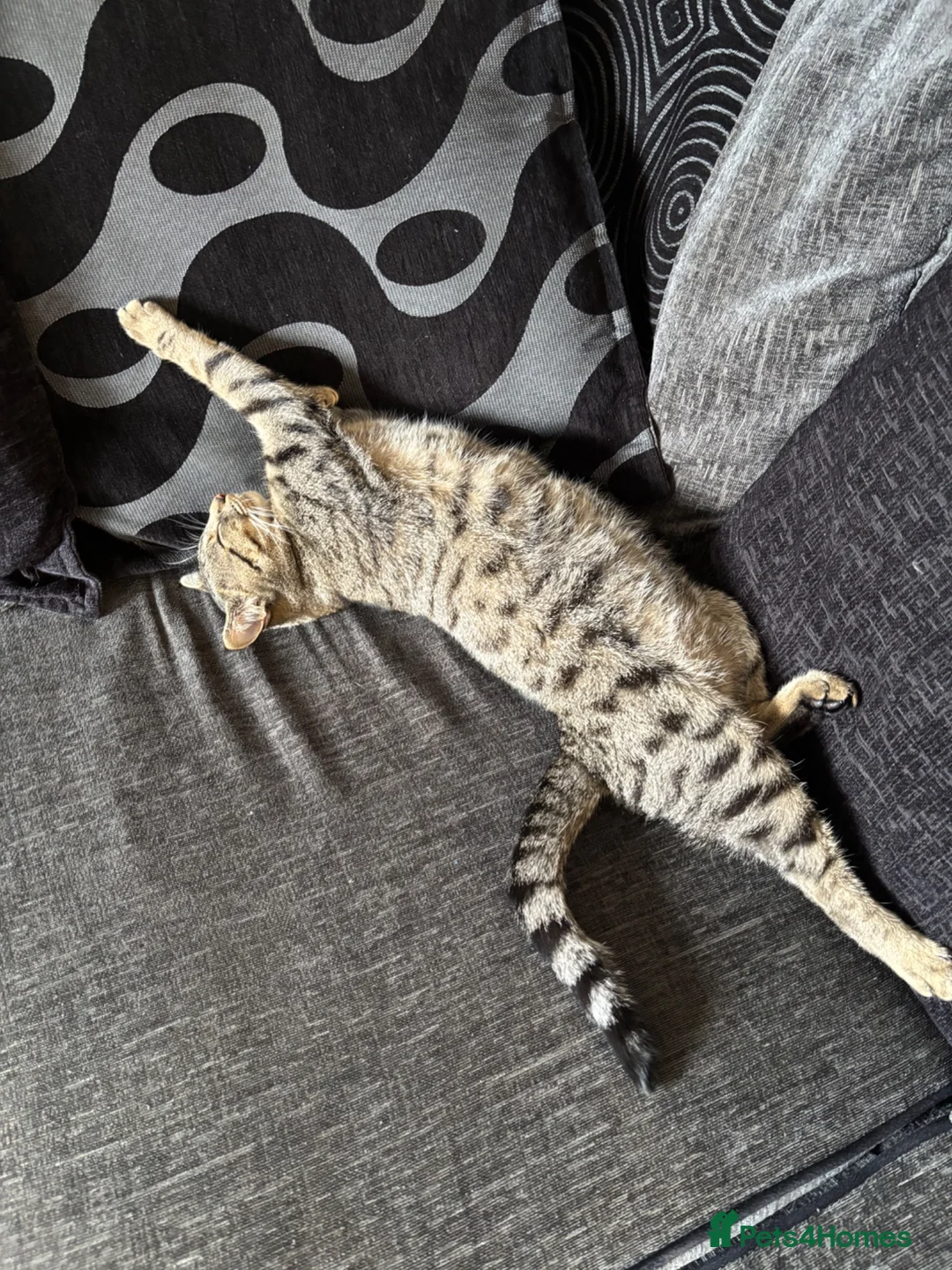 Domestic Shorthair cats for sale: Female Cat  🐾 - Advert 8