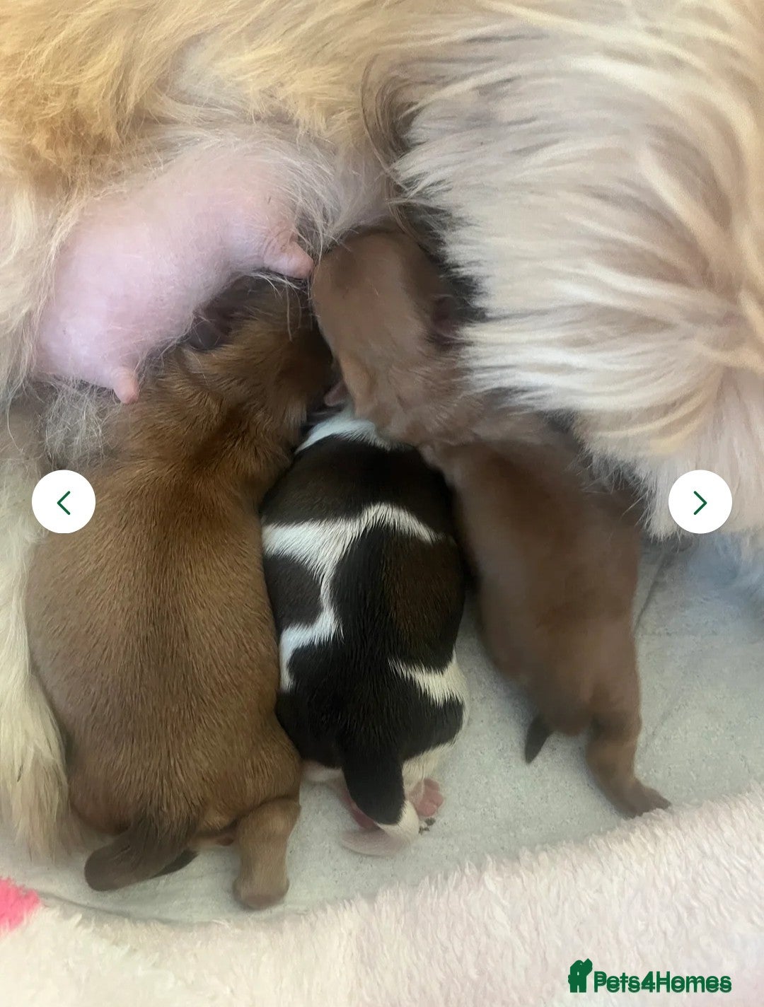 Shih Tzu dogs for sale: Tiny Shih Tzu Girl - Image 6