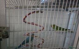 Ringnecks birds for sale: Indian ringneck for sale  - Image 4
