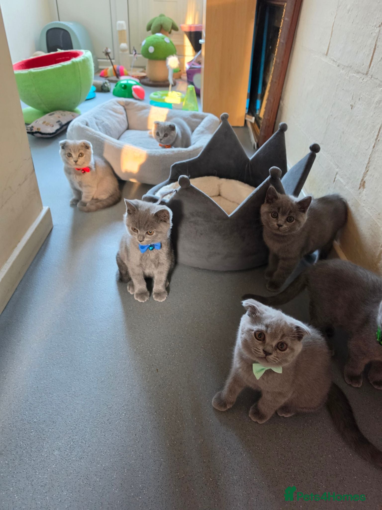 British Shorthair cats 2 straight ear boys and 4 fold girls,fluffy 🐾🐈‍⬛ - Advert 10