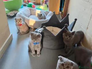 British Shorthair cats 2 straight ear boys and 4 fold girls,fluffy 🐾🐈⬛ - Advert 10