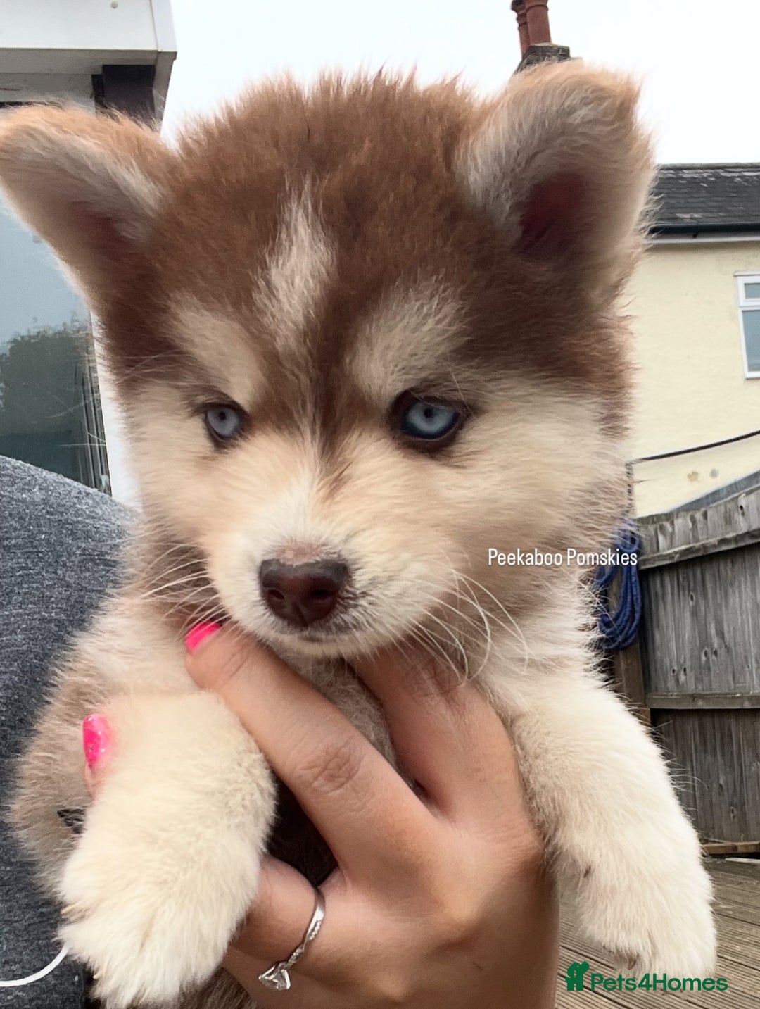Pomsky dogs for sale: Pomsky puppies - Image 29