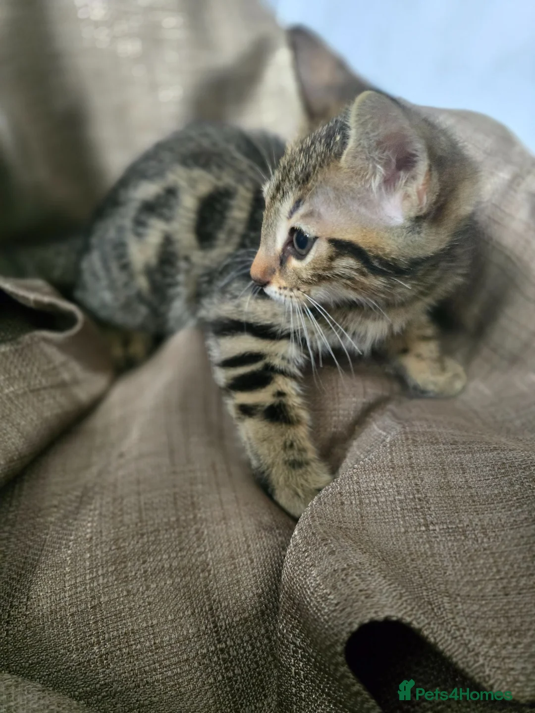 Mixed Breed cats for sale: Beautiful Bengal × British Shorthair Kittens - Advert 30