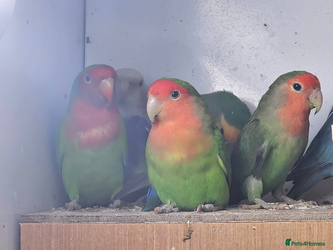 Lovebirds birds for sale: Mixed lovebirds - Advert 7