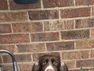 English Springer Spaniel dogs English springer spaniel - Advert 1