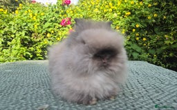 Angora rabbits for sale: ♥️READY NOW🧡Teddydwerg babies- Imported parents🧡 - Image 12