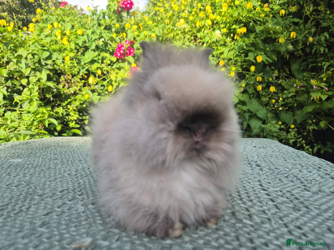Angora rabbits for sale: ♥️READY NOW🧡Teddydwerg babies- Imported parents🧡 - Image 12