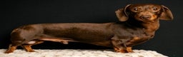 Dachshund dogs for stud: KC Pra clear chocolate & tan at stud. 4.5kg in Corwen - Advert 1