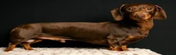 Dachshund dogs for stud: KC Pra clear chocolate & tan at stud. 4.5kg in Corwen - Advert 1