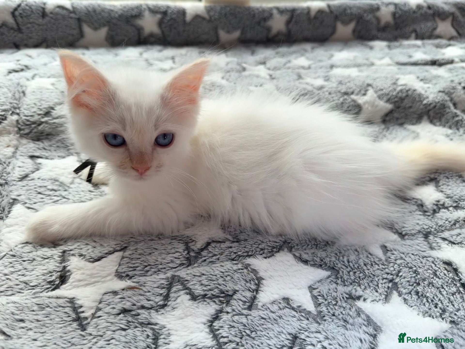 Ragdoll cats 5 Fluffy PureBred Ragdolls  - Advert 6