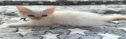 Ragdoll cats for sale: 5 Fluffy PureBred Ragdolls  - Advert 8