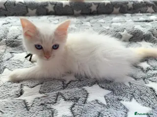 Ragdoll cats 5 Fluffy PureBred Ragdolls - Advert 6