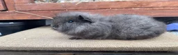 Guinea Pig rodents for sale: Fluffy piggies  - Advert 4