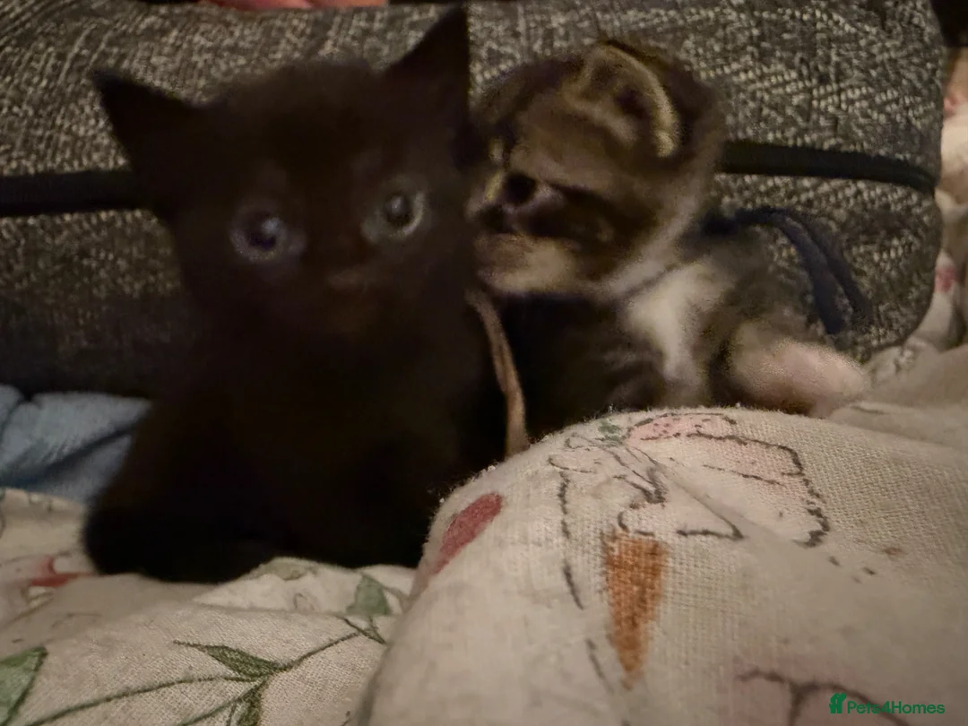 Mixed Breed cats for sale: Beautiful babies in Leamington Spa - Advert 2