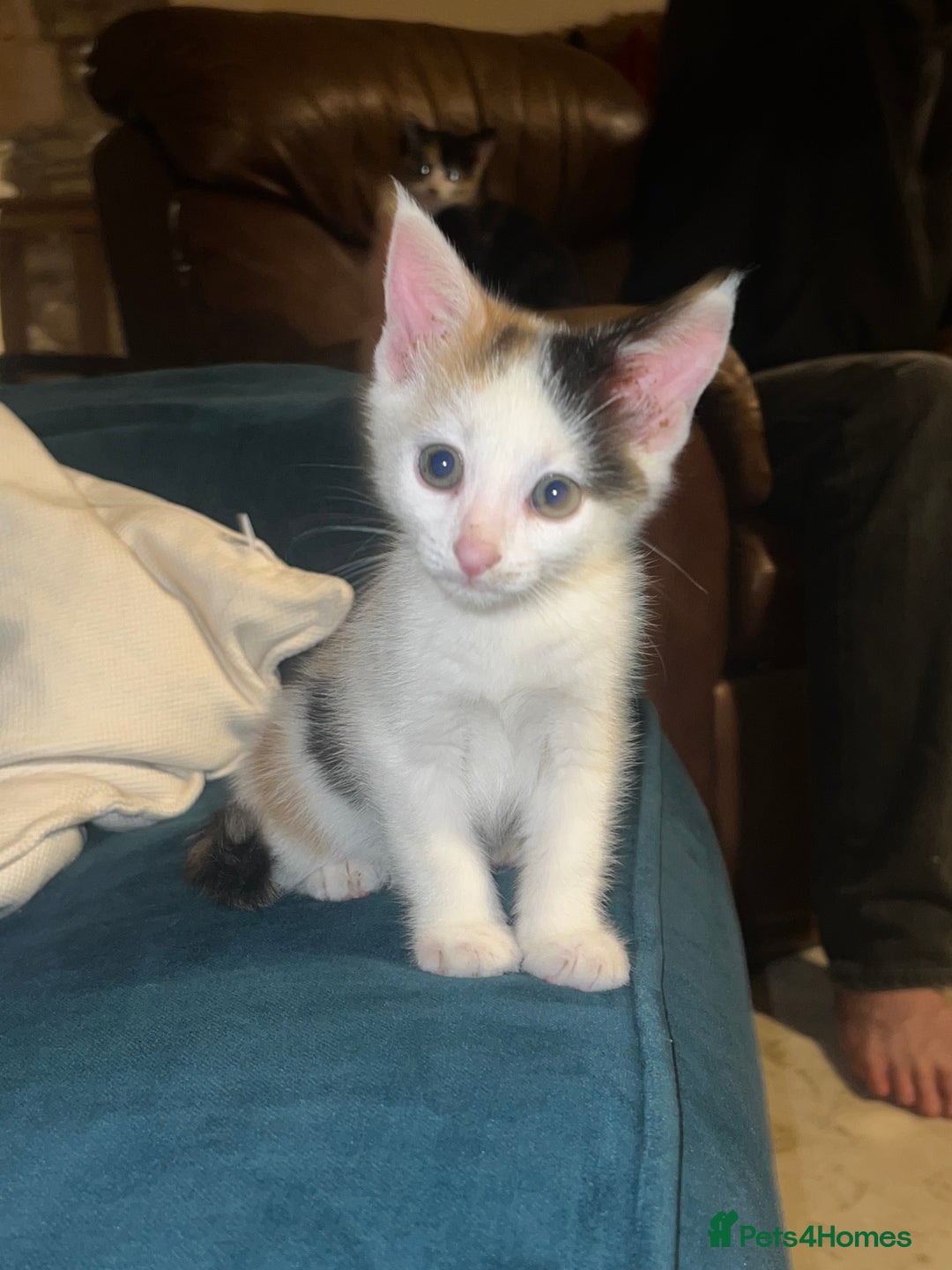 Mixed Breed cats for sale: Calico kittens for sale - Image 2
