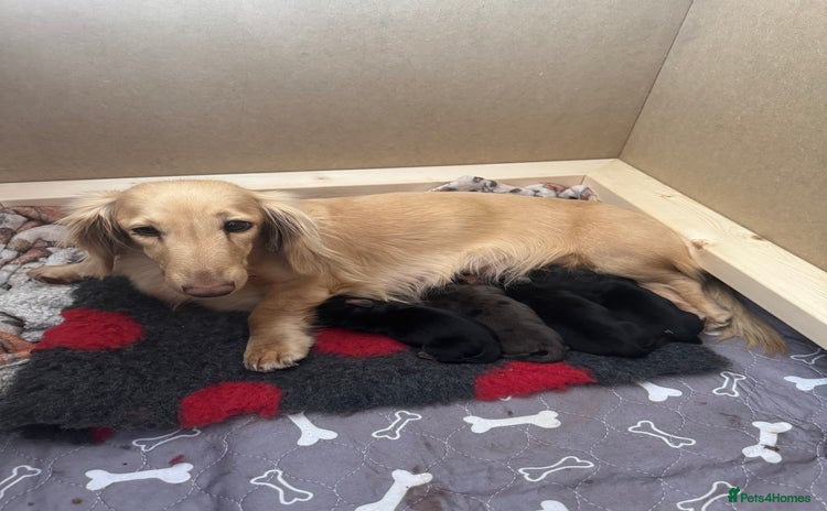Miniature Dachshund dogs - Advert 1