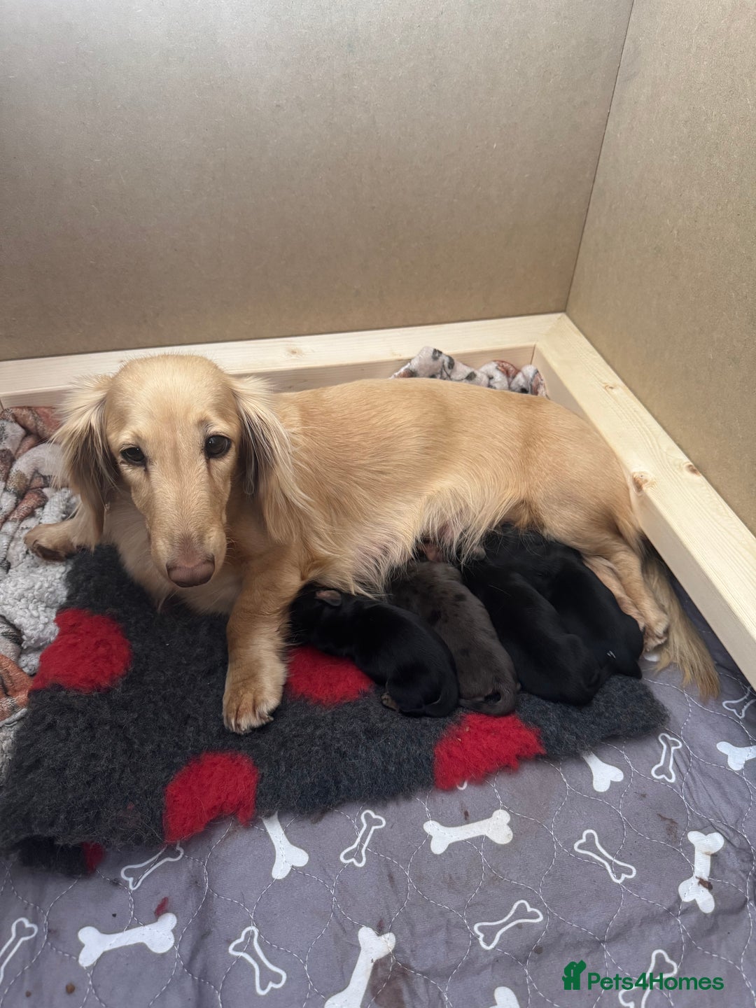 Miniature Dachshund dogs for sale: KC reg long haired mini dachshunds  - Image 1