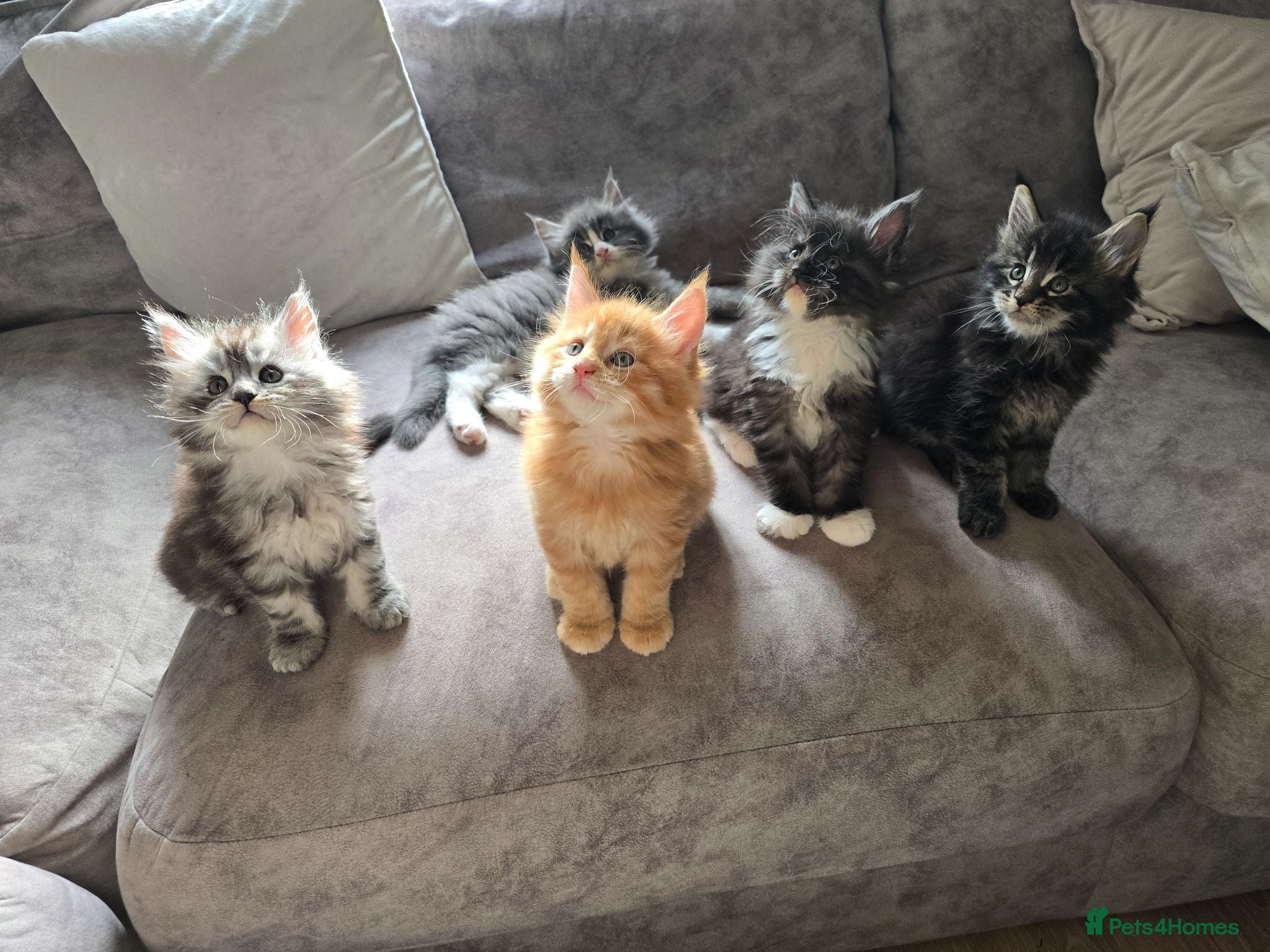 Maine Coon cats Tica Pedigree Maine Coons - Advert 12