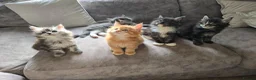 Maine Coon cats for sale: READY AUGUST- Tica Pedigree Maine Coons - Advert 9