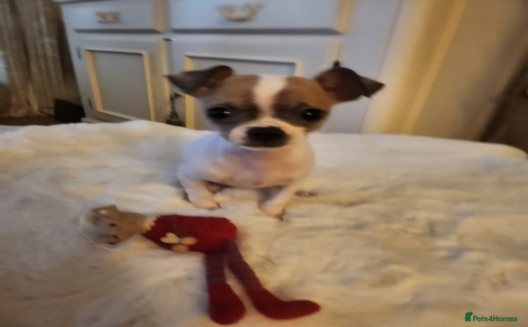 Chihuahua dogs Beautiful chihuahua puppies  - Advert 14