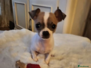 Chihuahua dogs Beautiful chihuahua puppies - Advert 17