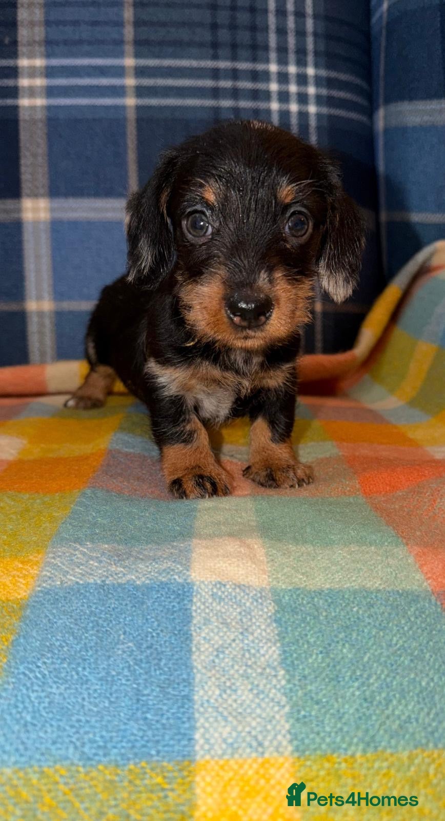 Miniature Dachshund dogs Two Stunning Mini Wire Haired Dachshund - Advert 1