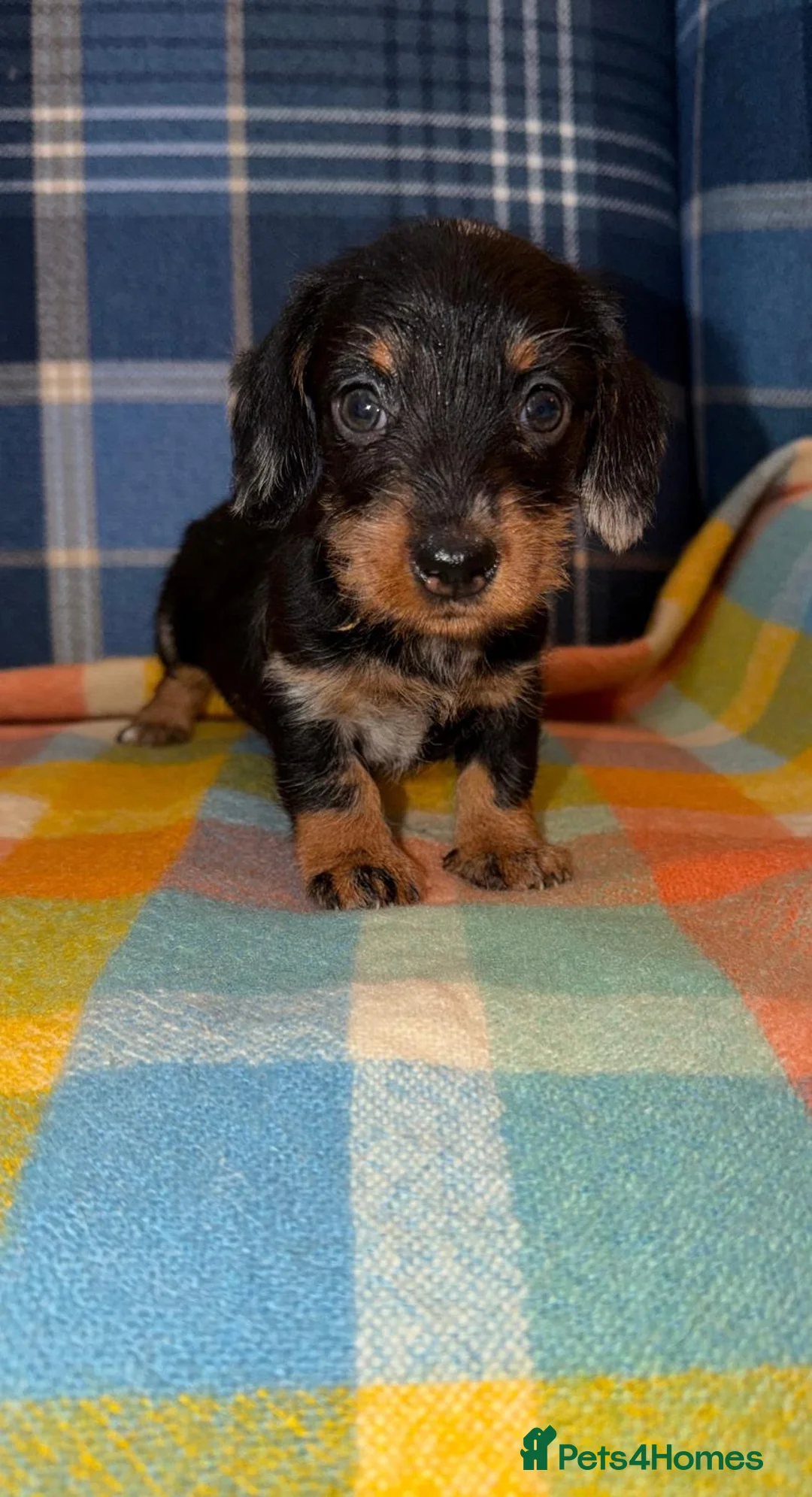 Miniature Dachshund dogs for sale: Two Stunning Mini Wire Haired Dachshund - Advert 1