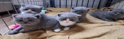 British Shorthair cats for sale: Absolutely outstanding british shorthair kittens  in Southend-on-Sea - Advert 10