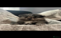 Pomeranian dogs for sale: Pedigree miniature pomeranians - Image 14