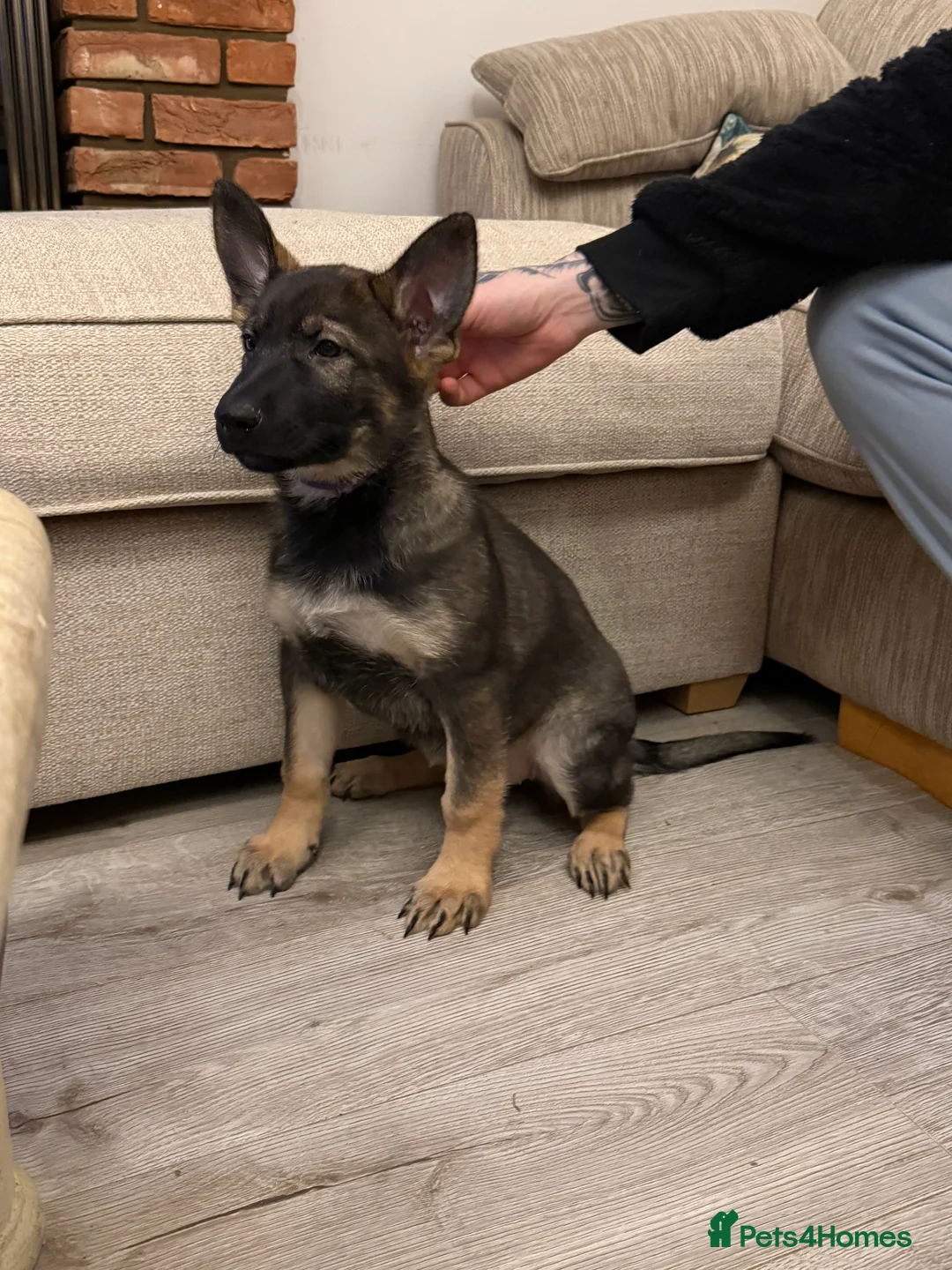 German Shepherd dogs for sale: Beautiful Working Line German Shepherd Puppies - Advert 12